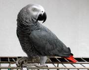 попугай ЖАКО , молодая красивая птица 029-7624265