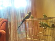 Ожереловые попугаи Крамера 