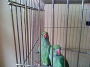Ожереловые попугаи Крамера 
