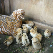 Цыплята,  перепелята,  перепела,  инкубационное яйцо
