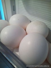 Яйца куриные,  белые,  домашние. Породам излишки. 15000 руб. Ошмяны.