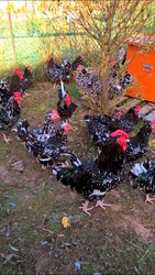продам цыплят редких пород австролорп черно-пестрый фавероль