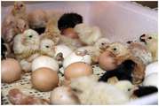 инкубационное яйцо, цыплята орпингтон и виандот 